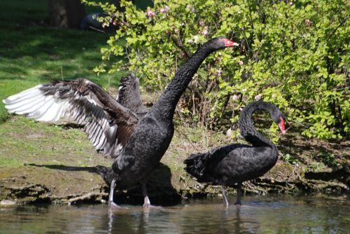 black swan cygnus atratus waterbird