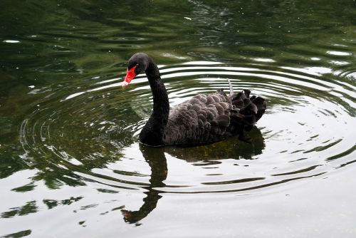 black swan cygnus atratus waterbird