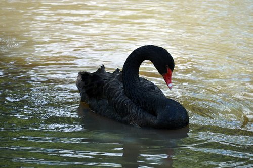 black swan  swan  nature