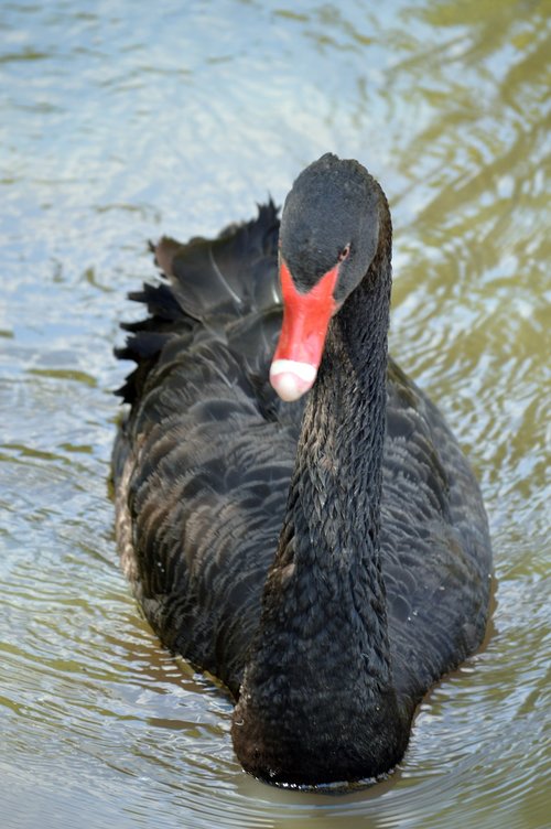 black swan  swan  nature