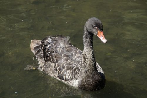 black swan swan swim