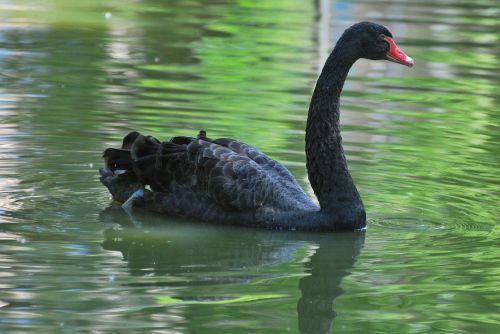 black swan black swan