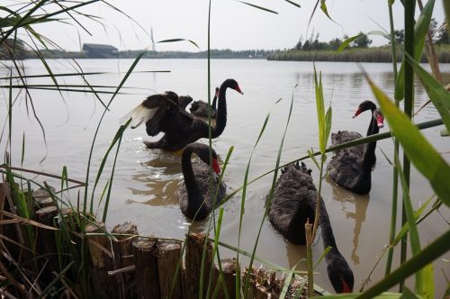 black swan fly reed