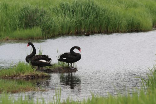 black swan bird animal