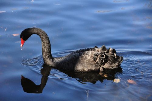 black swan ave swan