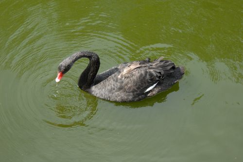 black swan swan birds