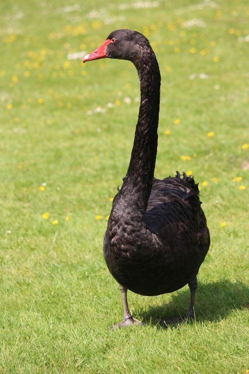 black swan water bird swim