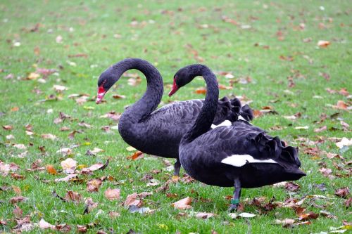 black swans swans black
