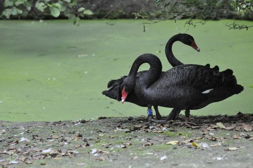 black swans zoo nature