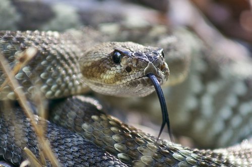 black tailed  rattlesnake  reptile