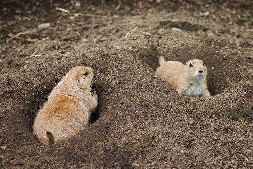 black-tailed prairie dog zoo the zoological garden