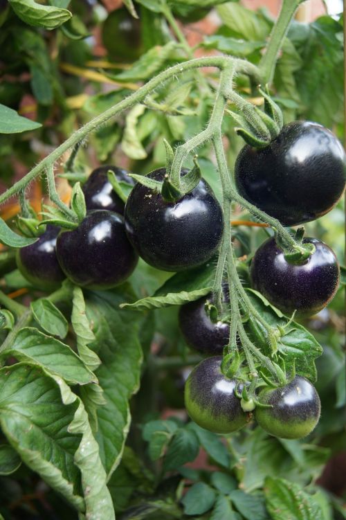 black tomatoes tomato plant fruits