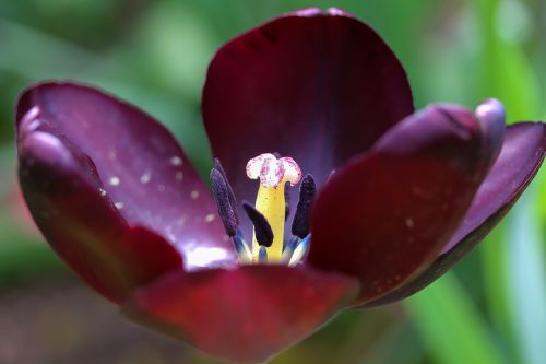 black tulip open tulip pistil