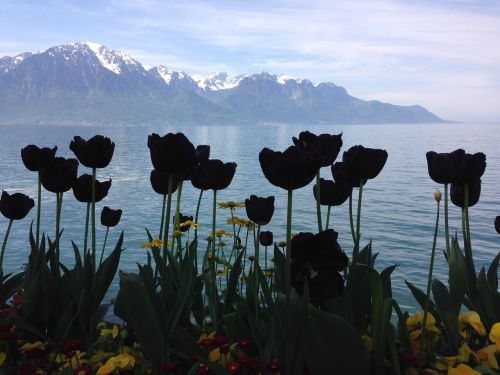 black tulips silhouettes lake