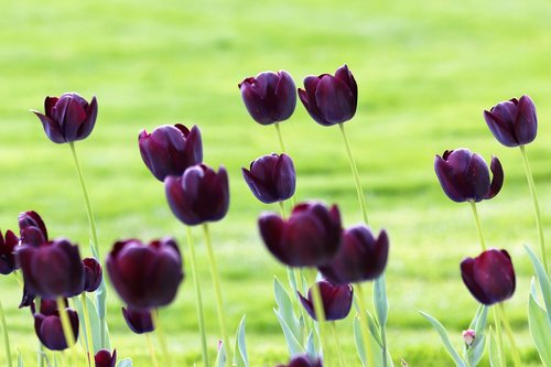 black tulips  green grass  spring