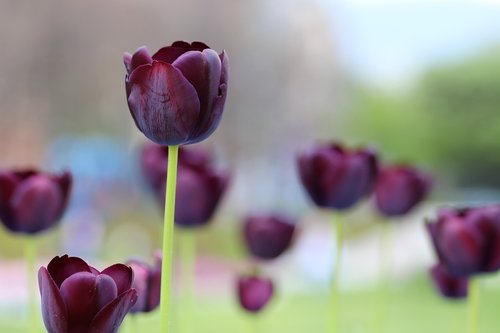 black tulips  spring  flowers