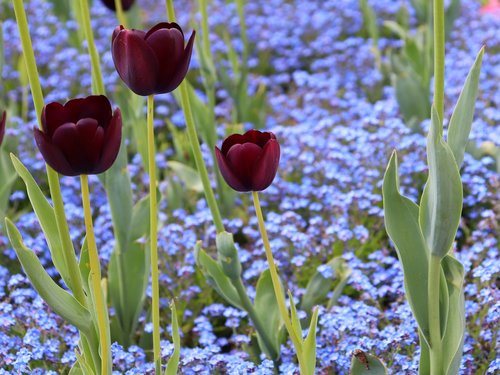 black tulips  blue aubrieta  bloom