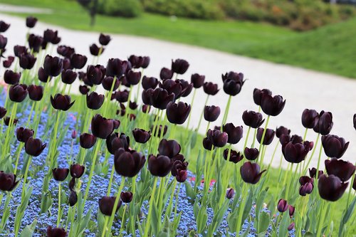 black tulips  blue aubrieta  bloom