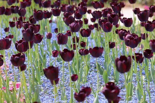 black tulips  blue aubrieta  bloom