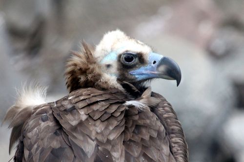 black vulture brown neck bird of prey