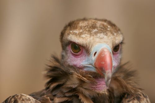 black vulture griffon vulture vulture