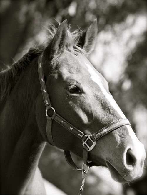 black white thoroughbred mare