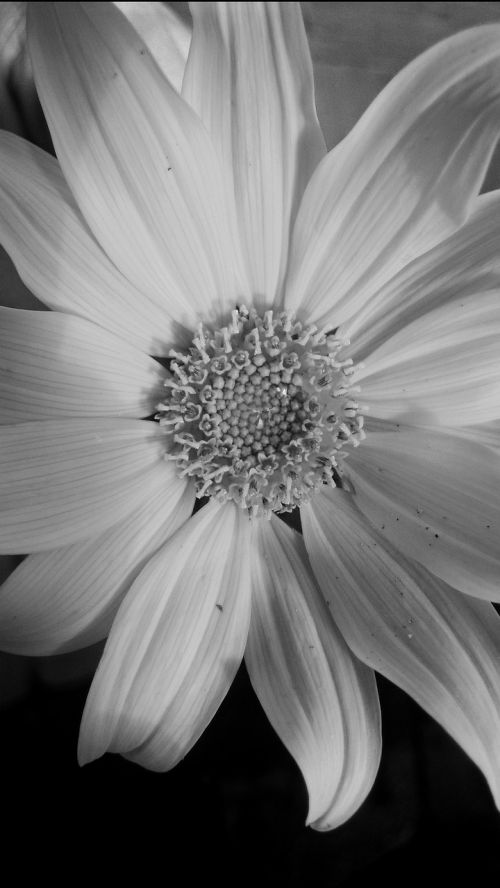 black white flower plant