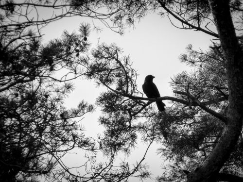 black white raven autumn