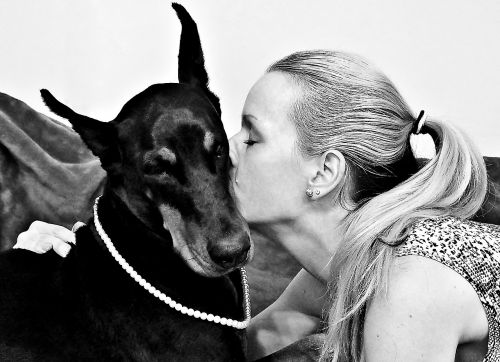 black white kisses doberman