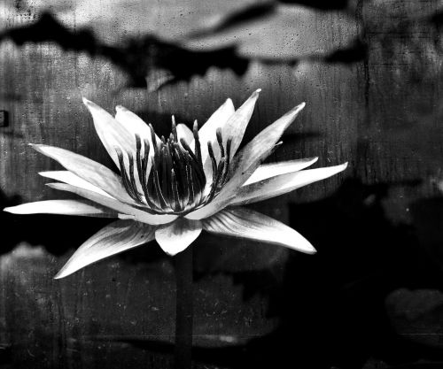 black white water lily flower