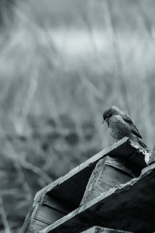 black white nature bird