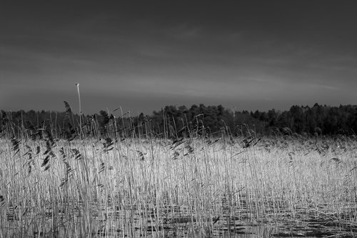 black white  trees  nature