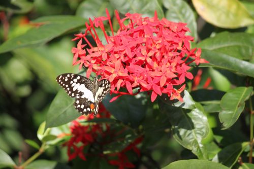 Black White Butterfly On Red Flower
