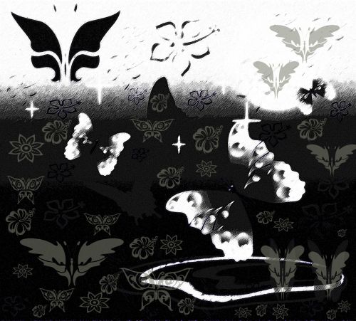 Black White Butterfly