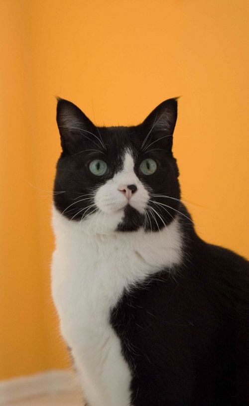cat black white fur orange wall
