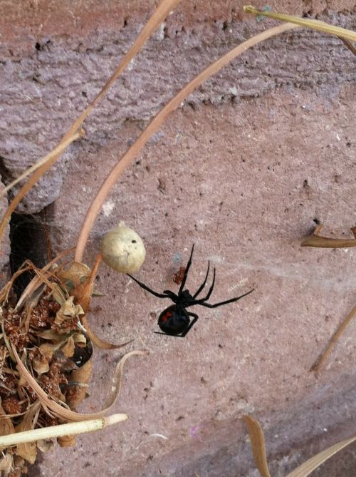 black widow spider arachnid