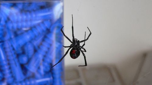 black widow spider venomous