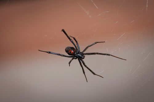 black widow spider web arachnid