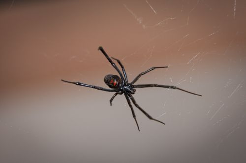 black widow spider web arachnid