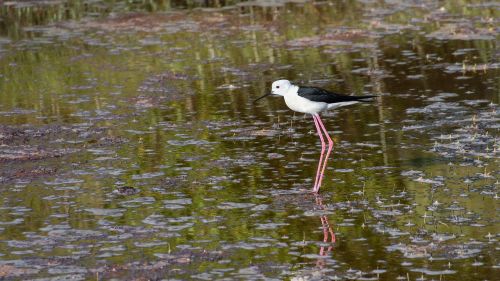 black-winged stilt wader bird