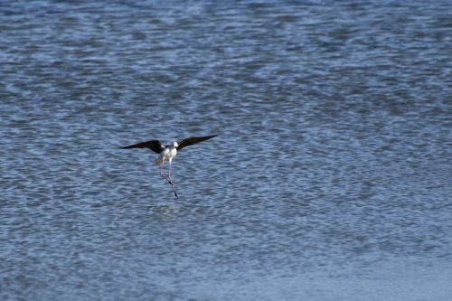black-winged stilt wader bird