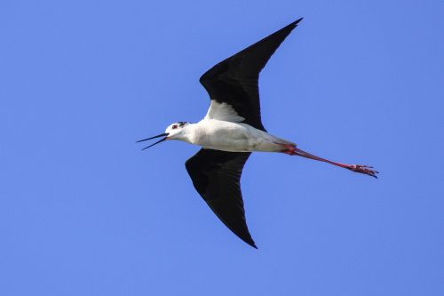 black-winged stilt flight bird