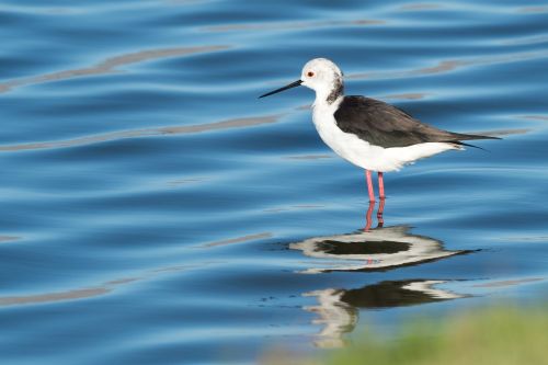 black-winged stilt bird seabird