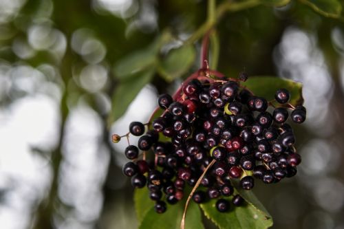 black without plant bush