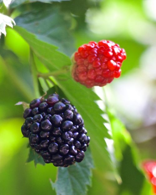 blackberries ripe plant