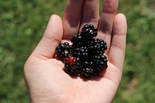 blackberries berry fruit