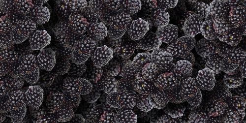 blackberries fruit blackberry