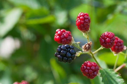 blackberries ripe immature
