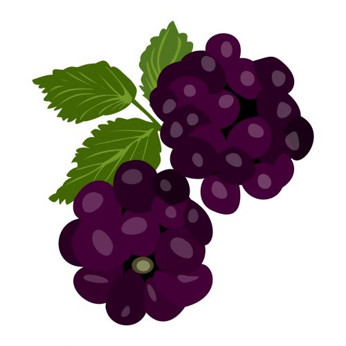 Blackberries