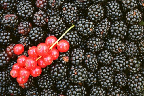 blackberries currants background